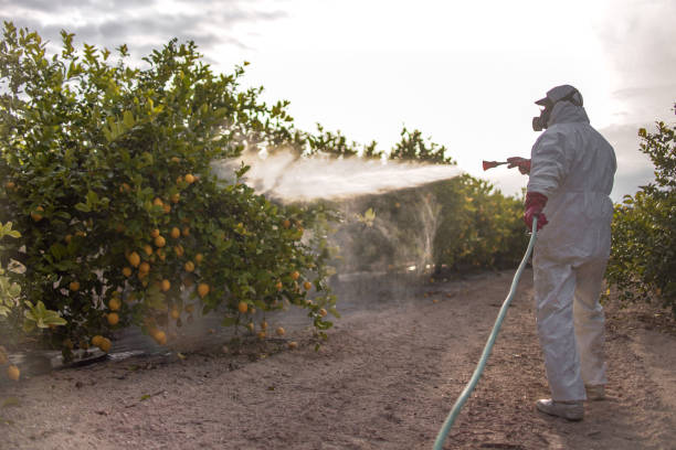 Best Bed Bug Extermination  in Matteson, IL